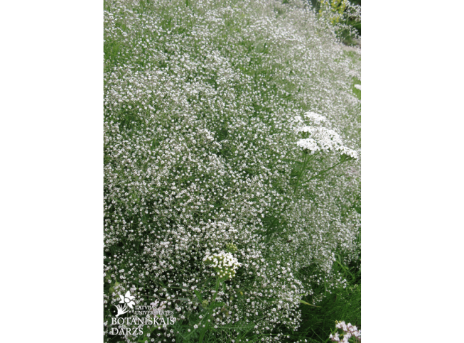 Gypsophila paniculata